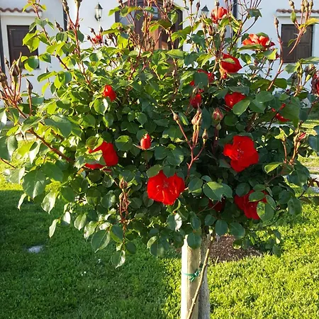 Linet Garden Konukevi 4*