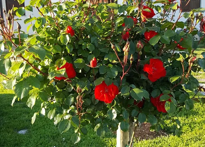 Linet Garden Konukevi 4*